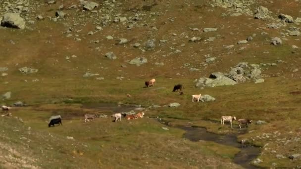オーストリアのIschglにある山の上で無料のローミング牛 — ストック動画