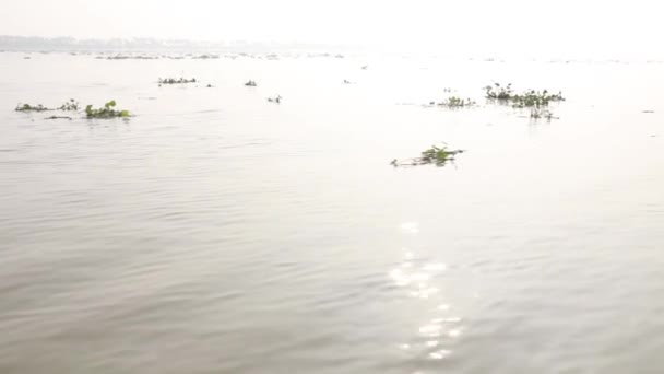 Rivière Ichamati Avec Des Plantes Flottant Surface Comme Bateau Mouvement — Video