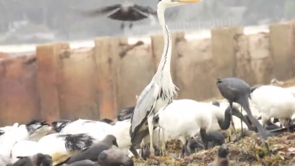 Time Lapse Flock White Herons Black Egrets Grazing Field — Stock Video