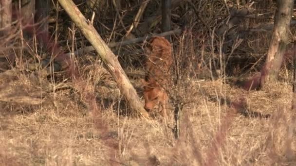 Adorable Calf Grazing Wandering Pasture — Stock Video