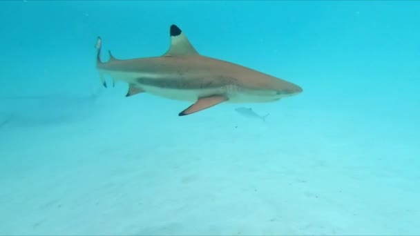 Unterwasseraufnahme Von Schwarzspitzen Riffhaien Moorea Sued Pazifik — Vídeo de Stock
