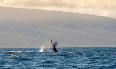 Hawaii, Maui Adası yakınlarında okyanustan çıkan büyük bir balinanın kuyruğu.