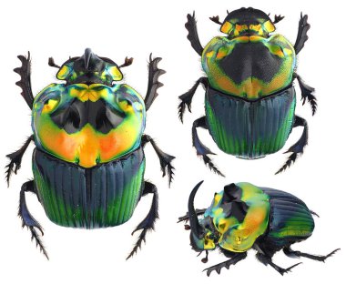 Böcek gübre böcekleri koleksiyonu (Scarabaeinae) makro lens tarafından çekilen beyaz arkaplanda izole edilmiş bir numune