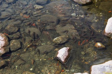 Bir grup küçük balık gölette yüzüyor.