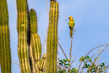 Karayiplerdeki Bonaire 'deki Washington Slagbaai Ulusal Parkı' ndaki muhabbet kuşu manzarası