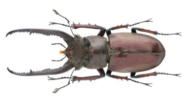 Böcek koleksiyonu. Beyaz arka planda izole edilmiş. Makro lens tarafından çekilmiş.