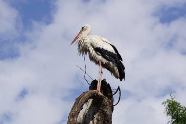 Bulutlu bir gökyüzüne karşı bir yuvaya yerleşmiş beyaz bir leyleğin alçak açılı görüntüsü.