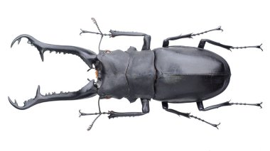 Böcek koleksiyonu. Beyaz arka planda izole edilmiş. Makro lens tarafından çekilmiş.