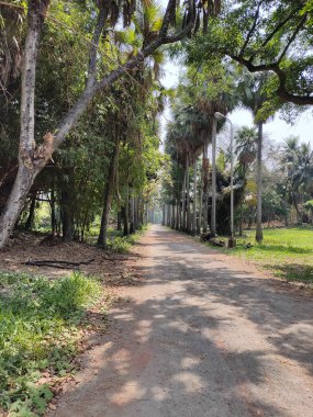 Güneşli bir günde Kolkata botanik bahçesindeki patikanın dikey çekimi.