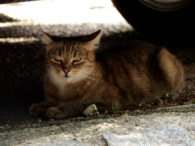 Kaşları çatık, sevimli bir kedinin yakın çekimi.