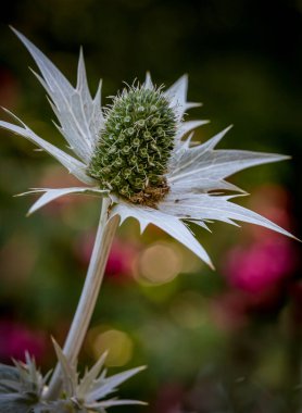Yeşil devedikeni çiçeğine yakın çekim