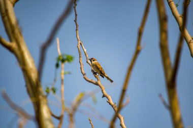 Güneş ışığında çıplak bir ağacın dalına tünemiş bir mayanın yakın çekimi.