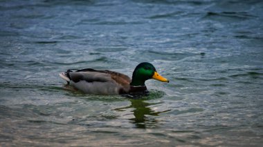 Gölde yüzen erkek bir yaban ördeğinin (Anas platyrhynchos) yakın çekimi