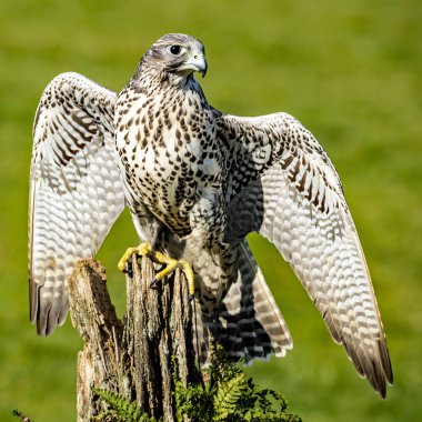 Yeşil arka planlı yaşlı ağaç kütüğüne tünemiş siyah jiran şahinin dikey görüntüsü