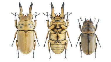 Böcek koleksiyonu. Beyaz arka planda izole edilmiş. Makro lens tarafından çekilmiş.