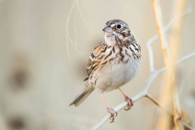 Vesper Sparrow arka planda bulanık açık kahverengiyle ince dalda