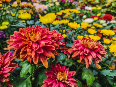 Yeşil yapraklı kırmızı ve sarı kasımpatı çiçekleri olan bir tarla.