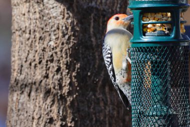 Fıstık yemliği yiyen kızıl saçlı bir ağaçkakan.