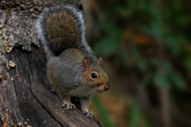 Ormandaki bir ağaçta Gri Sincap 'ın yakın çekimi. 
