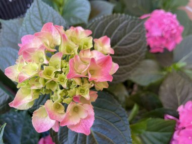 Doğada yetişen güzel pembe Hortensiya çiçekleri.