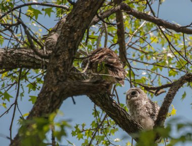 Bulanık bir arka planda, ağaçta duran benekli bir baykuş.
