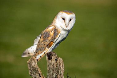 Ahır baykuşu yeşil arka planda eski ağaç kütüğüne tünemiş.