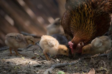 Beautiful portrait of cute baby chicks.
