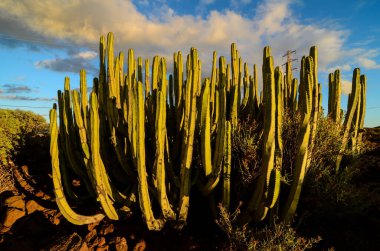 Tenerife Kanarya Adası 'nda Sakin Kaktüs Çöl Günbatımı