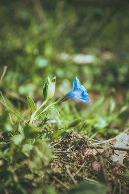 Yerdeki mavi çiçeğin dikey görüntüsü.