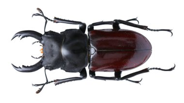 Böcek koleksiyonu. Beyaz arka planda izole edilmiş. Makro lens tarafından çekilmiş.