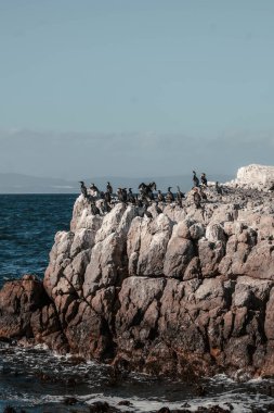 Deniz kıyısındaki bir uçuruma tünemiş pelikan sürüsünün dikey görüntüsü.