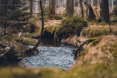 low angle photo of beautiful small river in forest