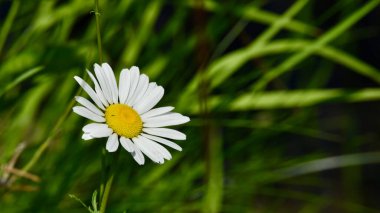 Sığ odak noktasında tek bir papatya (bellis perennis) güzel bir kare.