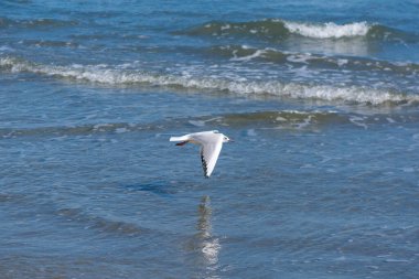 Güneşli bir günde kumsaldaki güzel martı manzarası