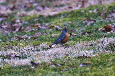 Amerikan bülbülü gün boyu yeşil çimlere tünedi.
