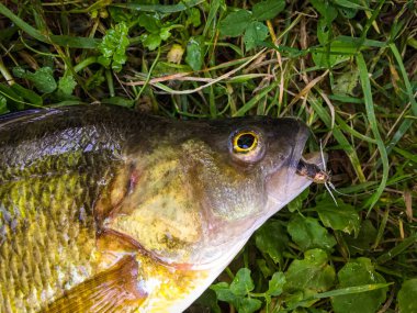Çimlerin üzerinde ölü bir balığın üst görüntüsü.