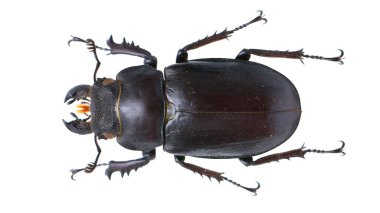 Böcek koleksiyonu. Beyaz arka planda izole edilmiş. Makro lens tarafından çekilmiş.
