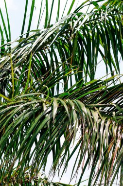 Tropikal bitkilerin dikey çekimi