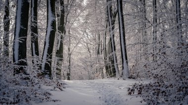 Yapraksız ağaçların ve kışın karla kaplı çalıların arasından manzaralı bir yol.