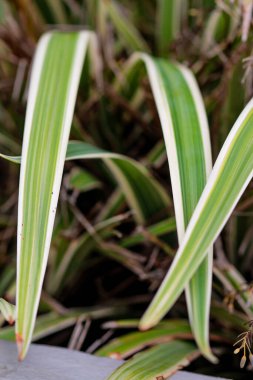 Dikey olarak büyüyen otların makro çekimi