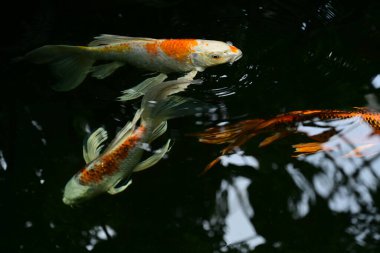 Gölde yüzen güzel renkli koi balığına yakın çekim..