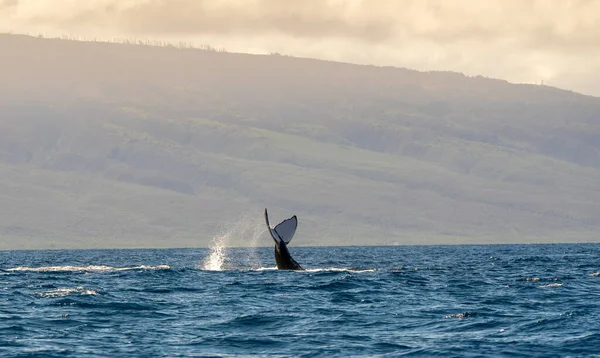 The tail of a big whale popping out from the ocean near Maui Island, Hawaii