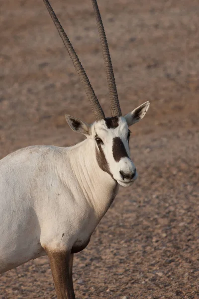 阿拉伯Oryx Aka White Oryx Oryx Leucoryx看着摄像机 — 图库照片