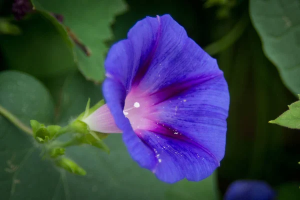 Una Brillante Flor Púrpura Gloria Mañana Sobre Fondo Hojas Verdes — Foto de Stock