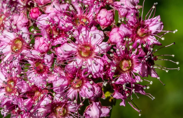 Close Macro Japanese Spiraea Flowers — Stock Photo, Image