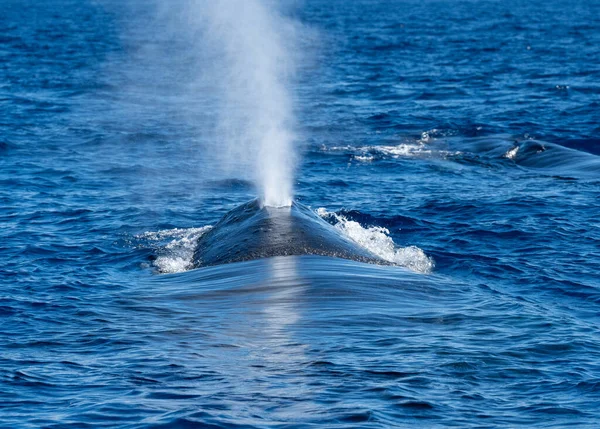 Une Énorme Baleine Expulsant Air Travers Son Blowhole Près Île — Photo