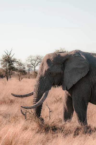 Plan Vertical Éléphant Dans Savane Afrique Sud — Photo