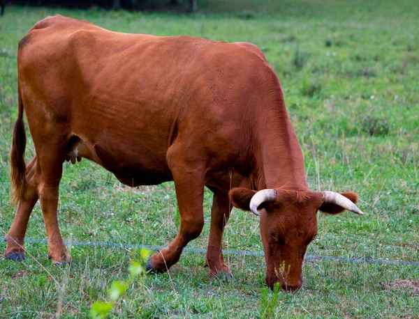 Une Vache Brune Pâturant Dans Prairie Sous Lumière Soleil — Photo