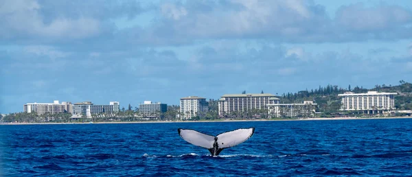 Tail Whale Sticking Ocean Maui Island Hawaii — Stock Photo, Image