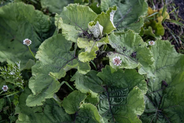 Klette Kleine Klette Arctium — Stockfoto